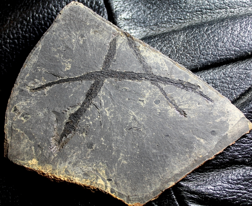 Syngnathus incompletus
