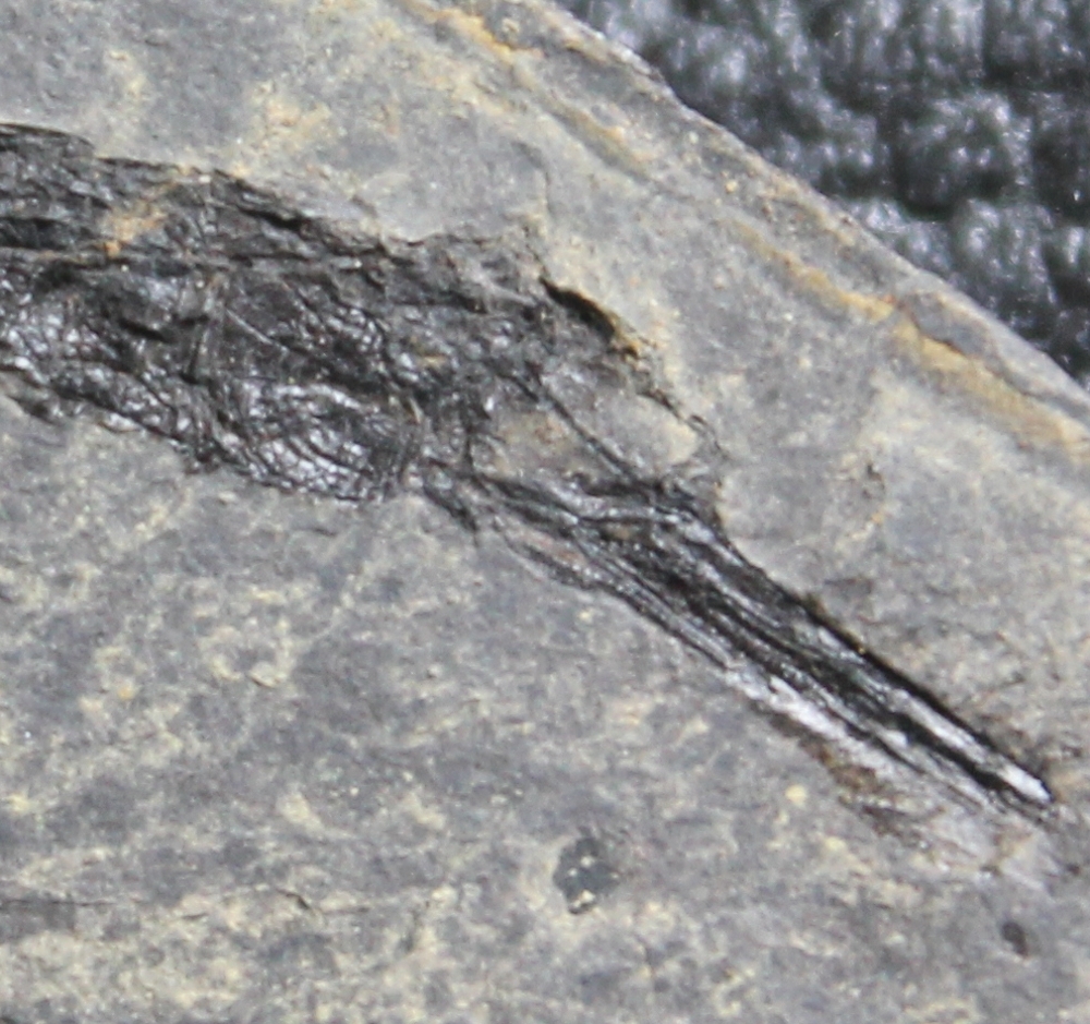 fossil Pipefish