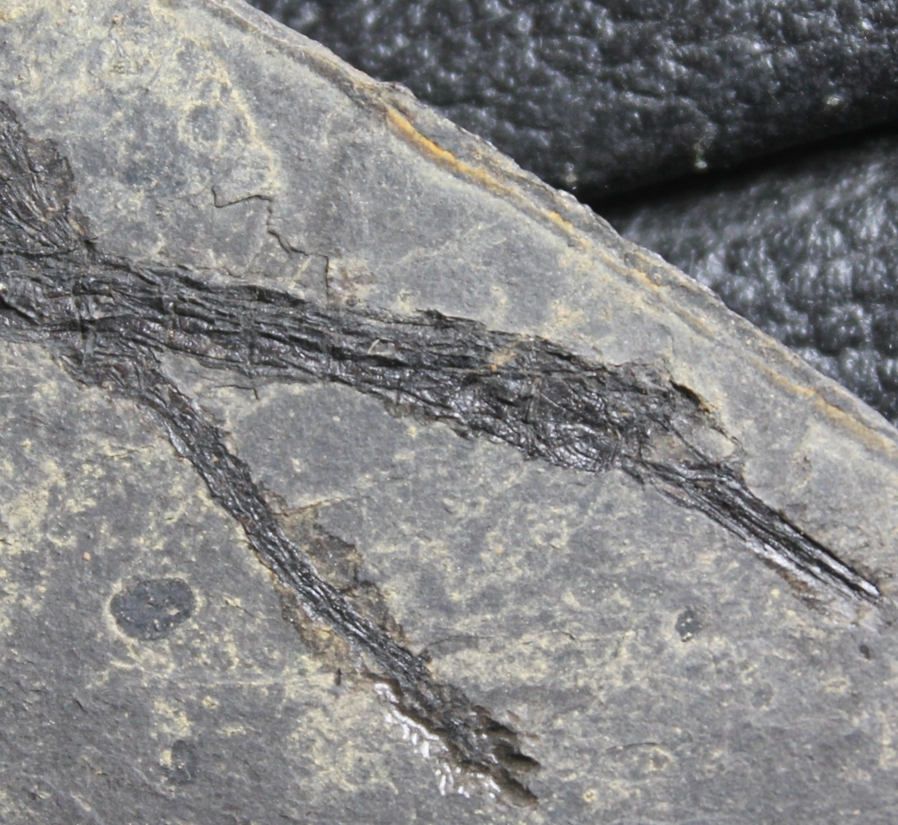fossil Pipefish