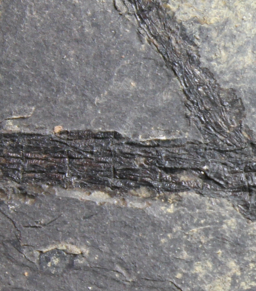 fossil Pipefish
