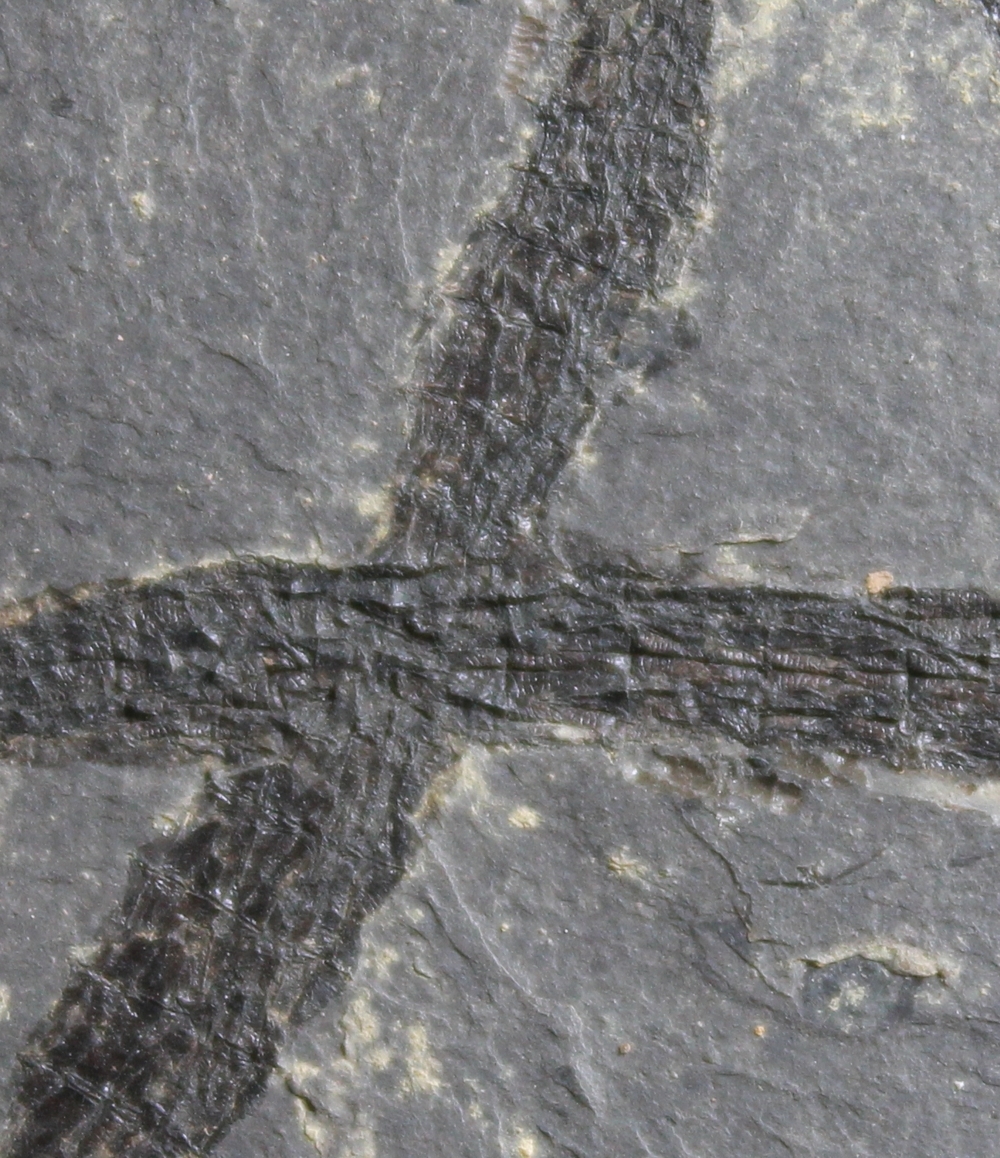 fossil Pipefish
