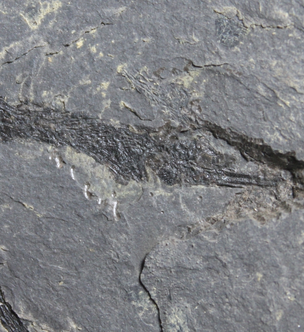 Syngnathus incompletus