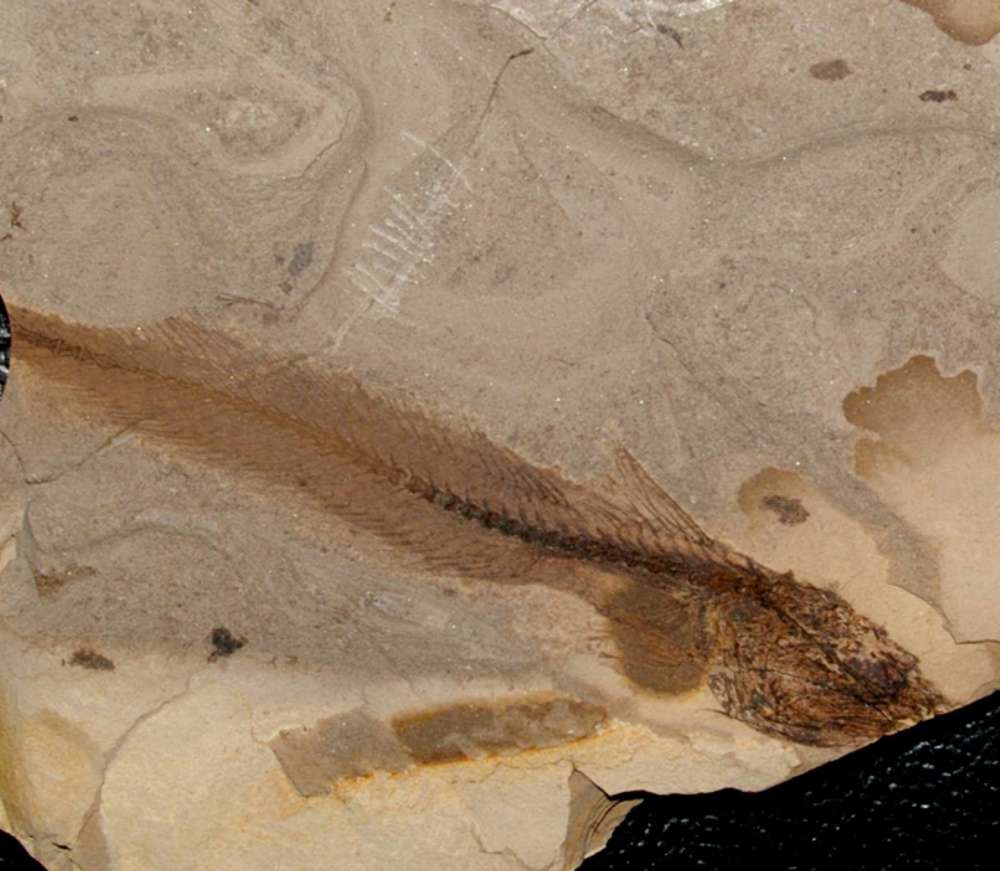 Fossil fish