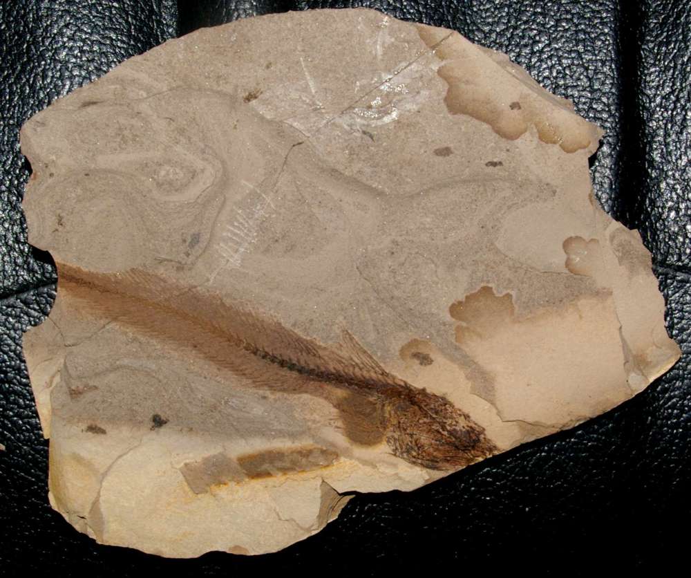 Paleogadus simionescui