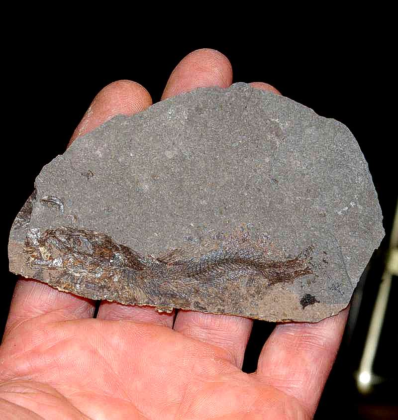 Clupea sp.jpg