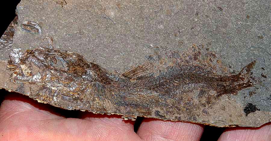 Clupea fossil.jpg