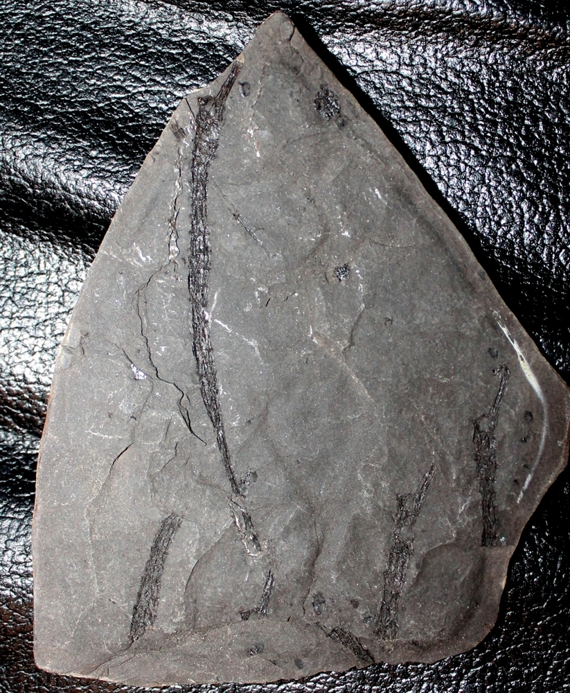 Syngnathus incompletus