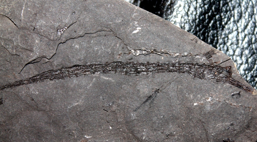fossil Pipefish