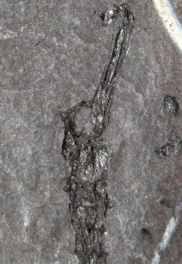 Syngnathus incompletus