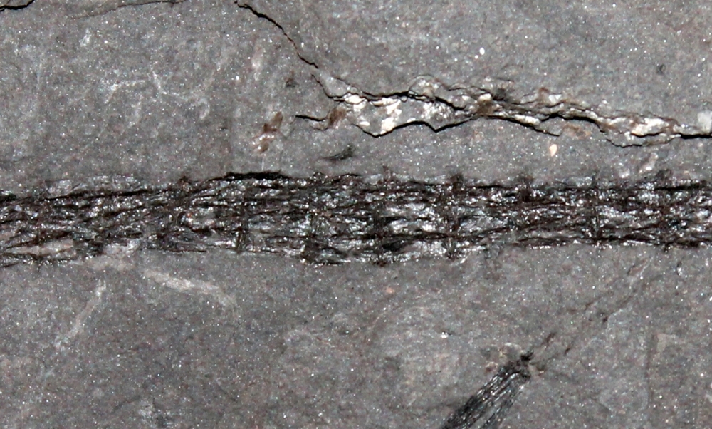 fossil Pipefish