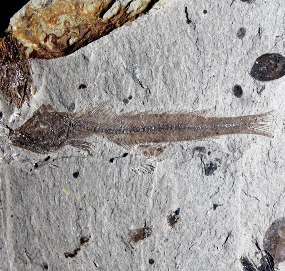 Fossil fish