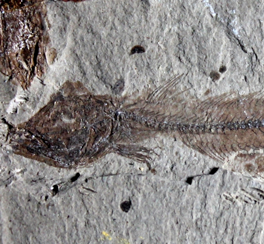 Fossils fish 