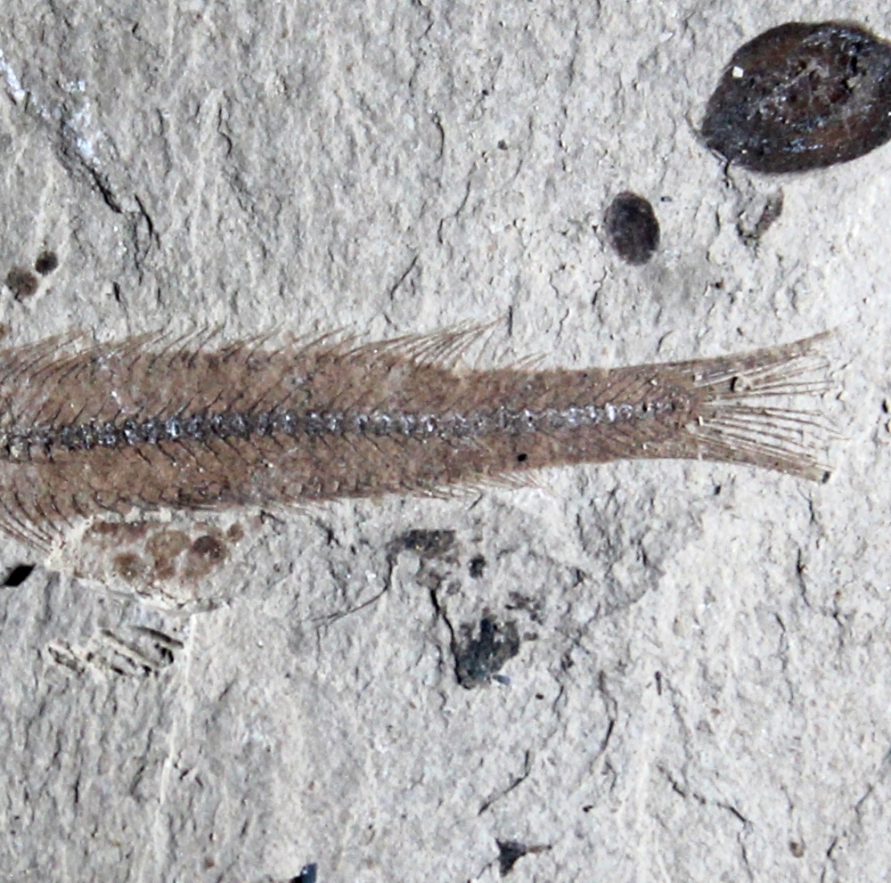 Paleogadus simionescui 