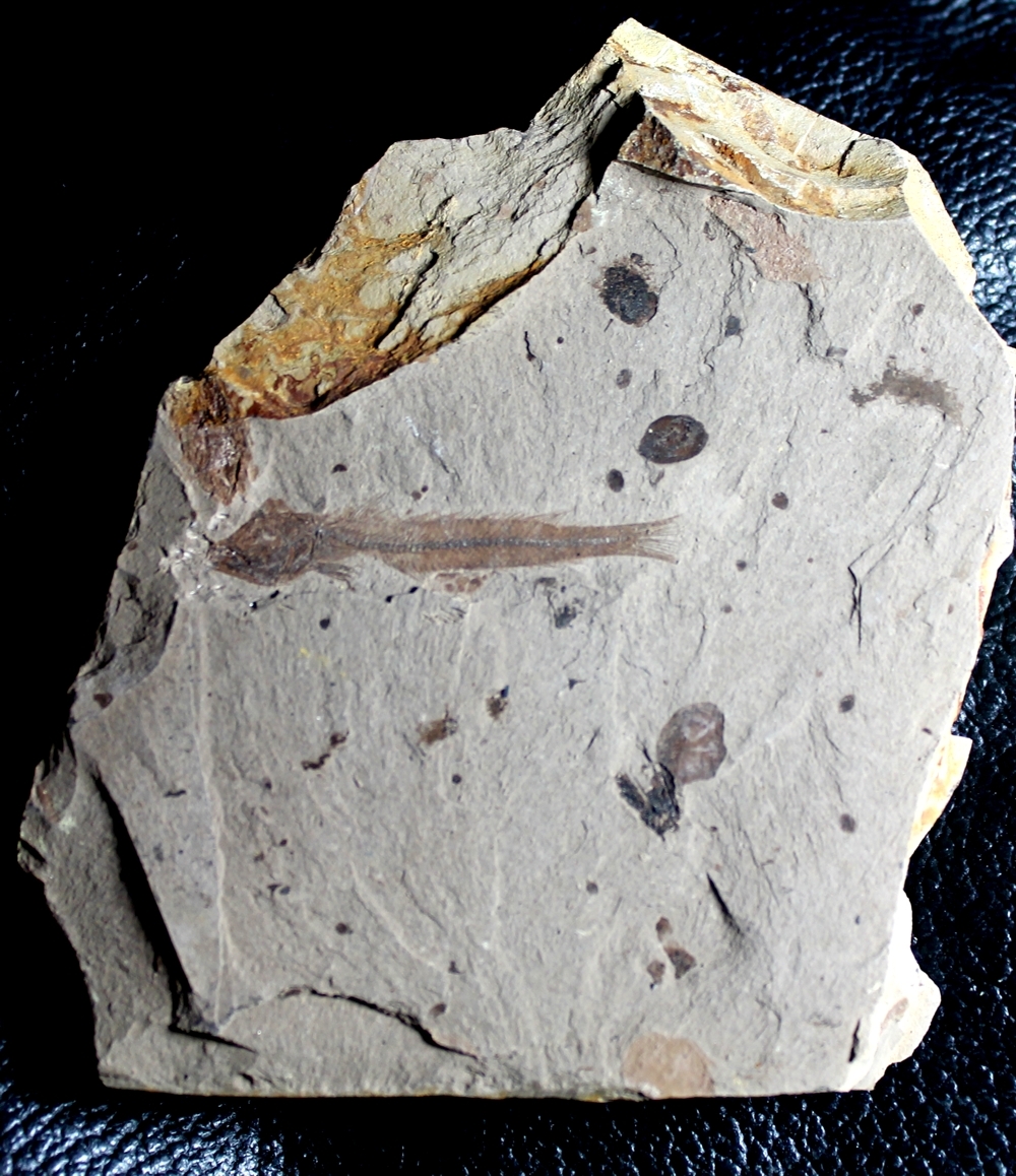 Oligocene fossil fish 