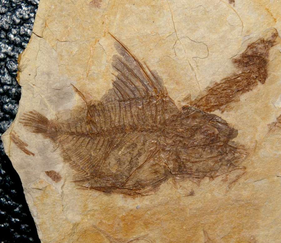 Capros radobojanus