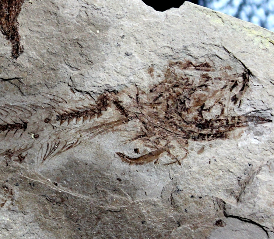 Fossils Fish Paleogadus simionescui