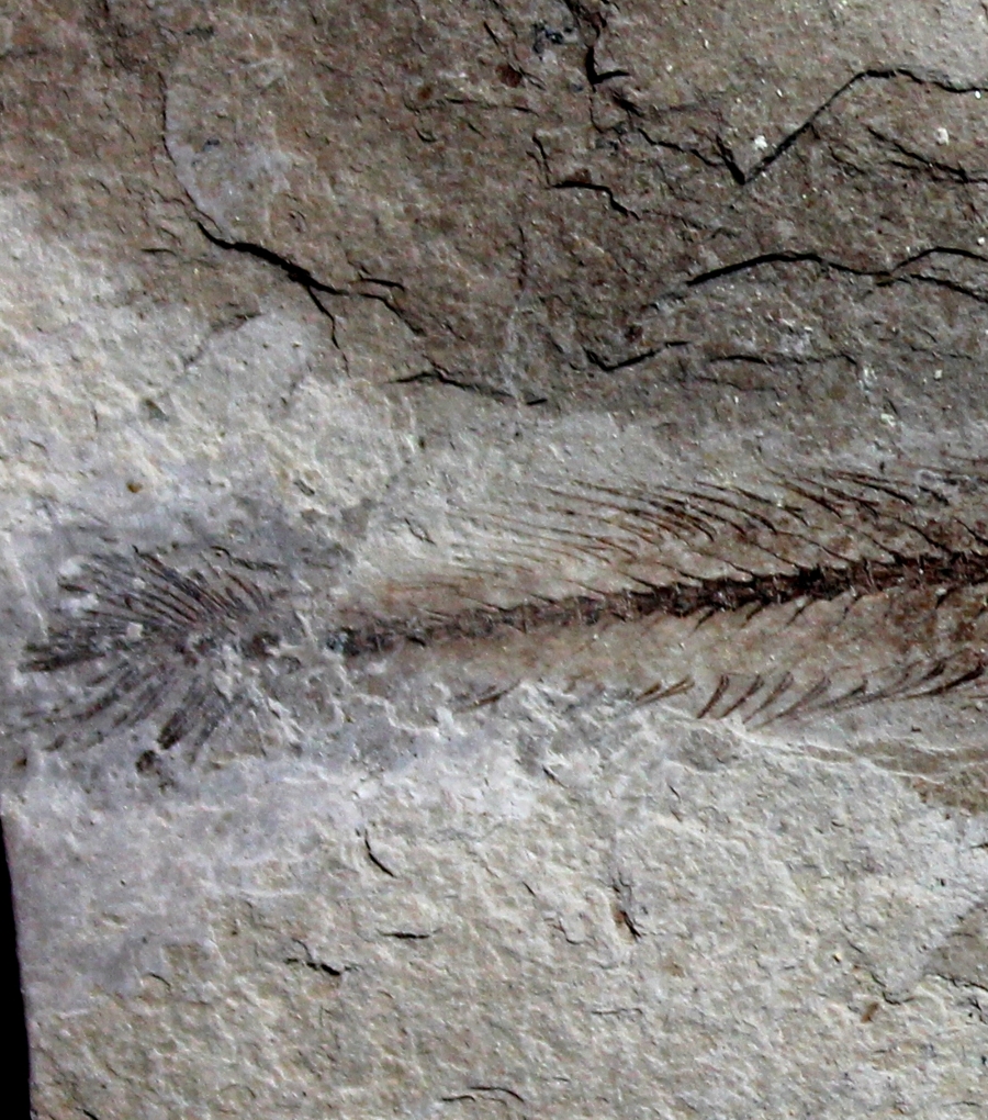 Fossils Fish for sale