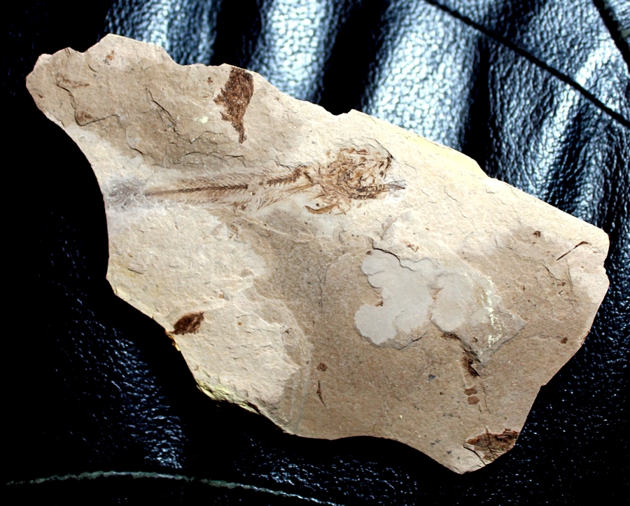 Fossils Fish Paleogadus