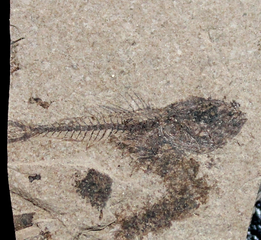 Fossil Fish Serranus sp