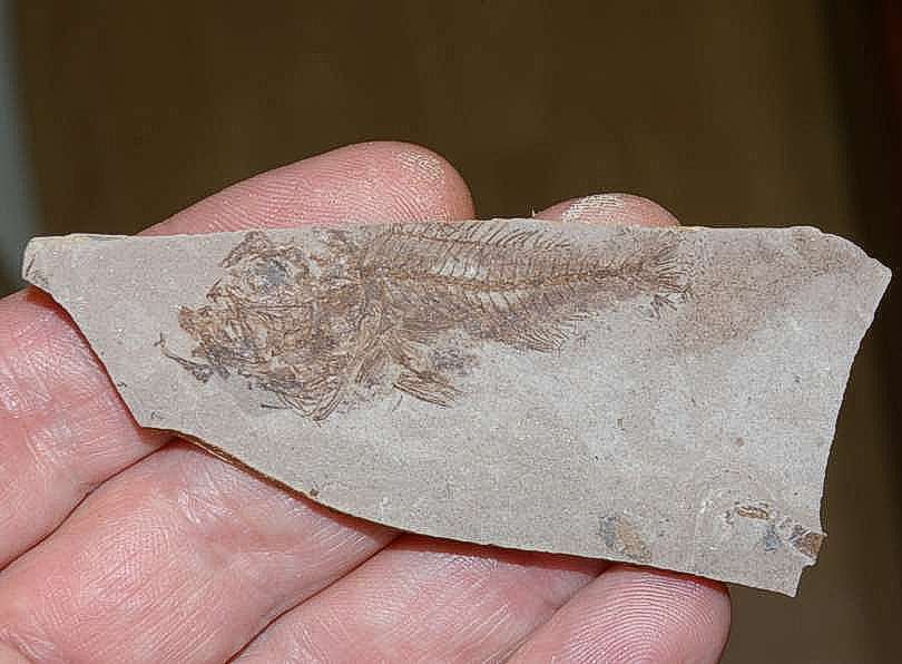 Serranus budensis.jpg