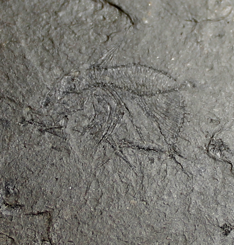 Zenopsis clarus