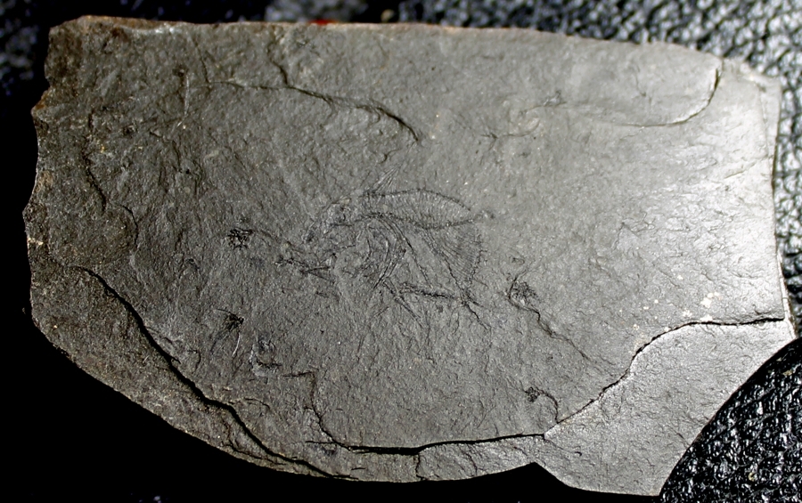Zenopsis clarus