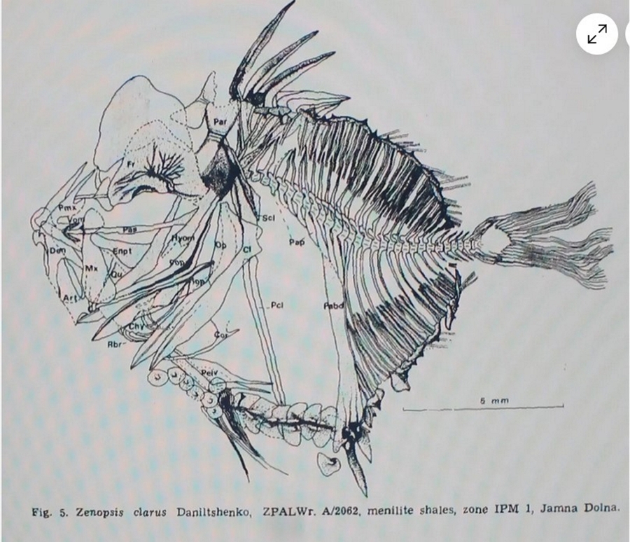 Zenopsis clarus