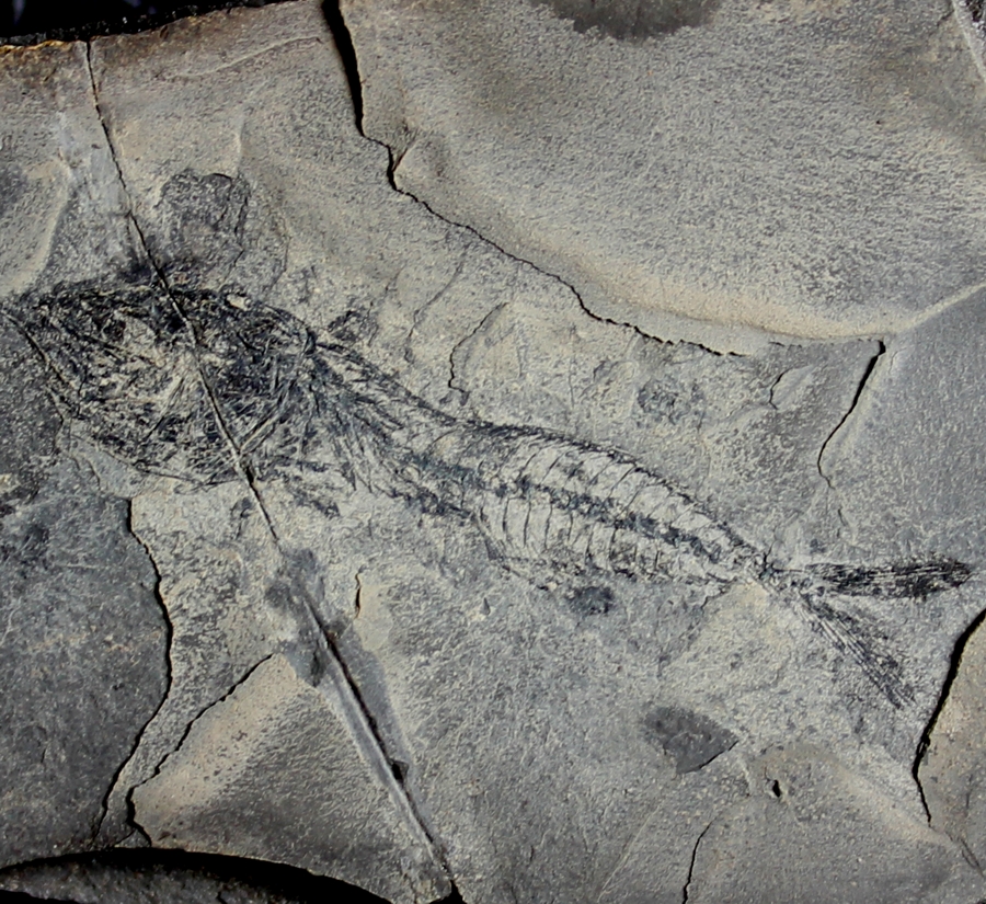 Vinciguerria obscura
