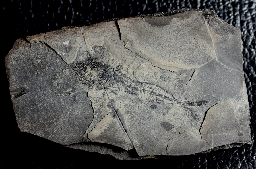 Vinciguerria obscura Oligocene fish