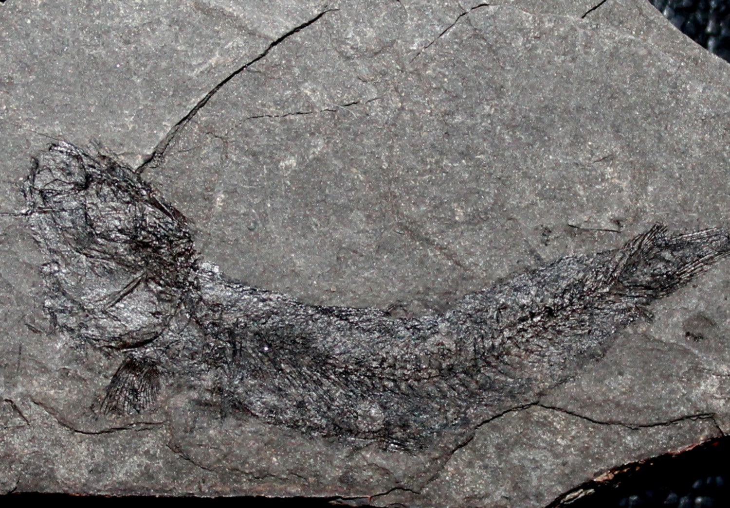  Clupea sardinites