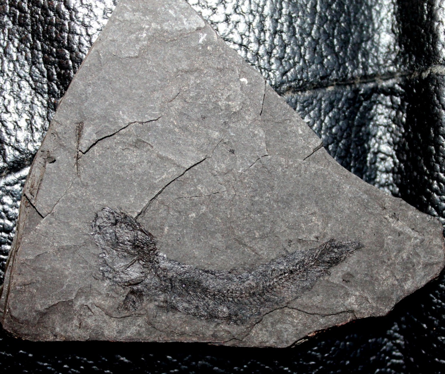 Fossil fish for sale 