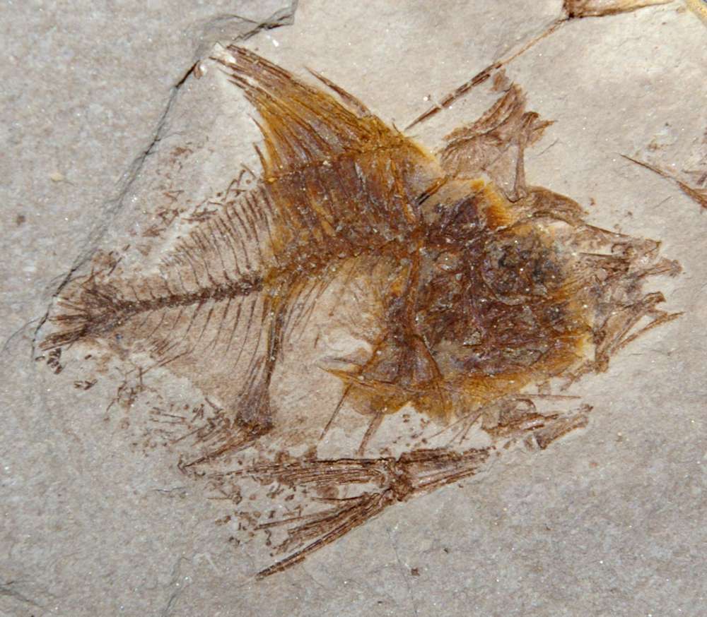 fossil fish