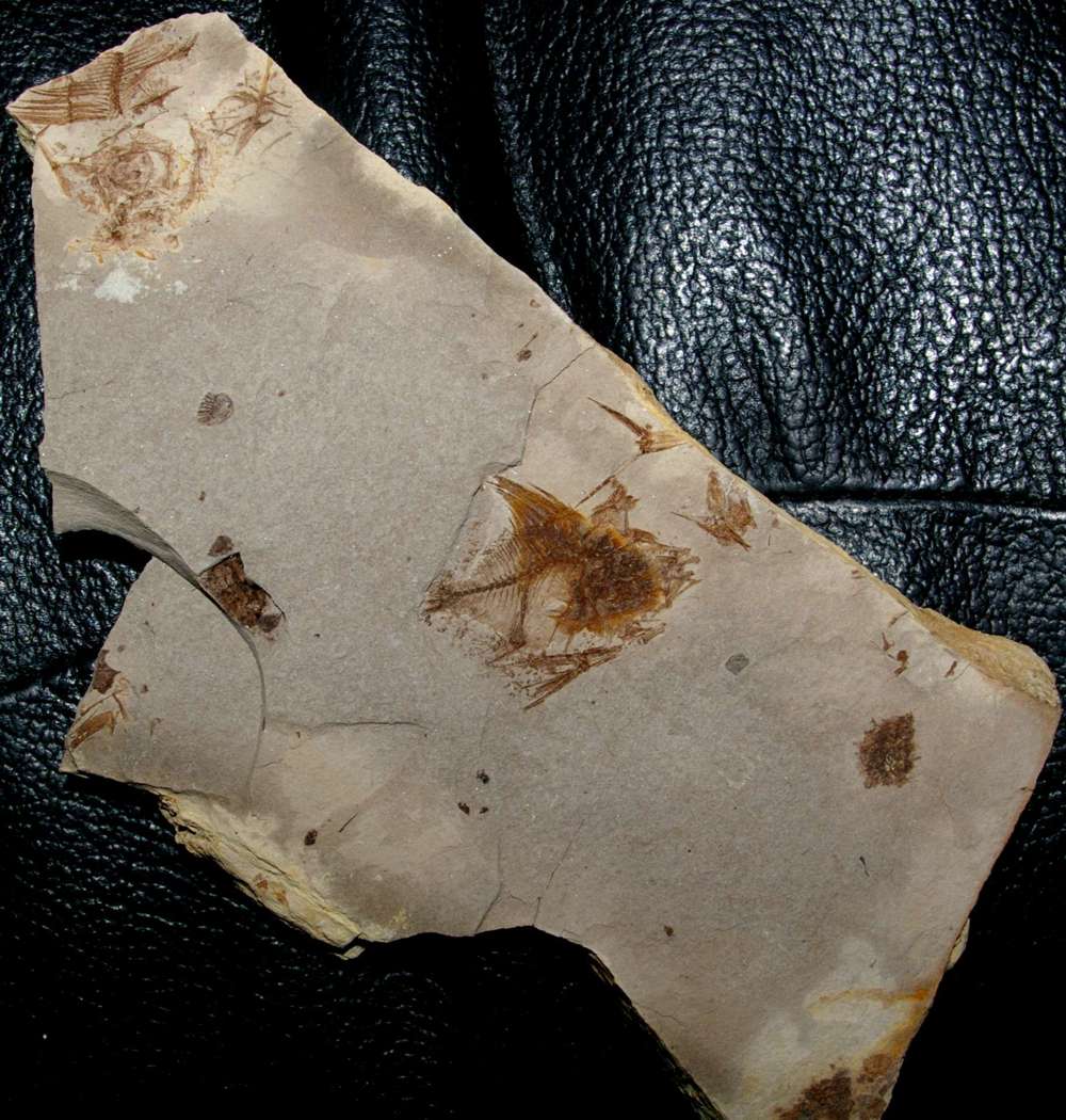 fossil fish