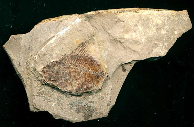 fossil fish