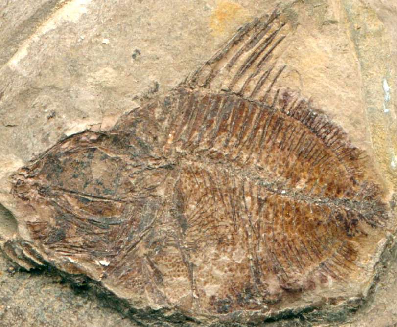 fossil fish