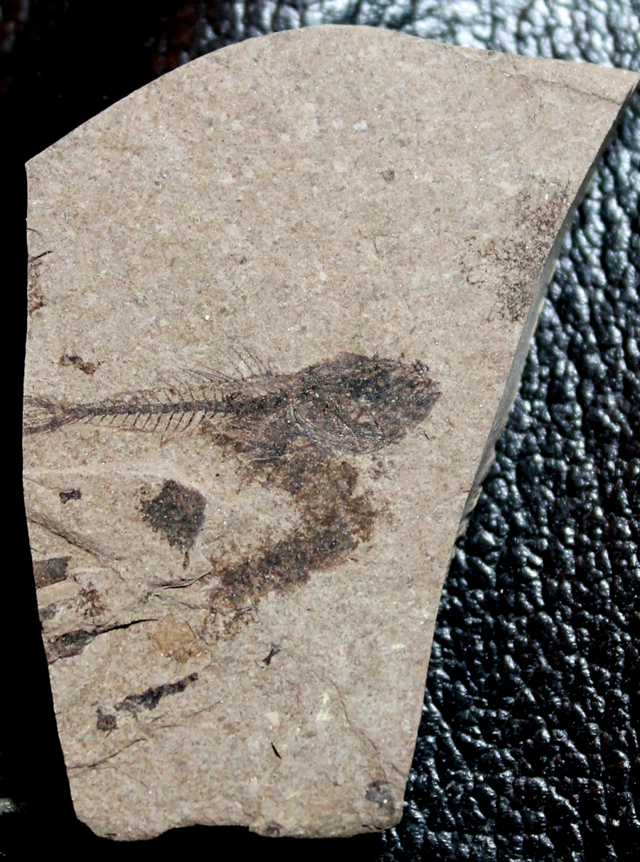 Fossil Fish Serranus sp