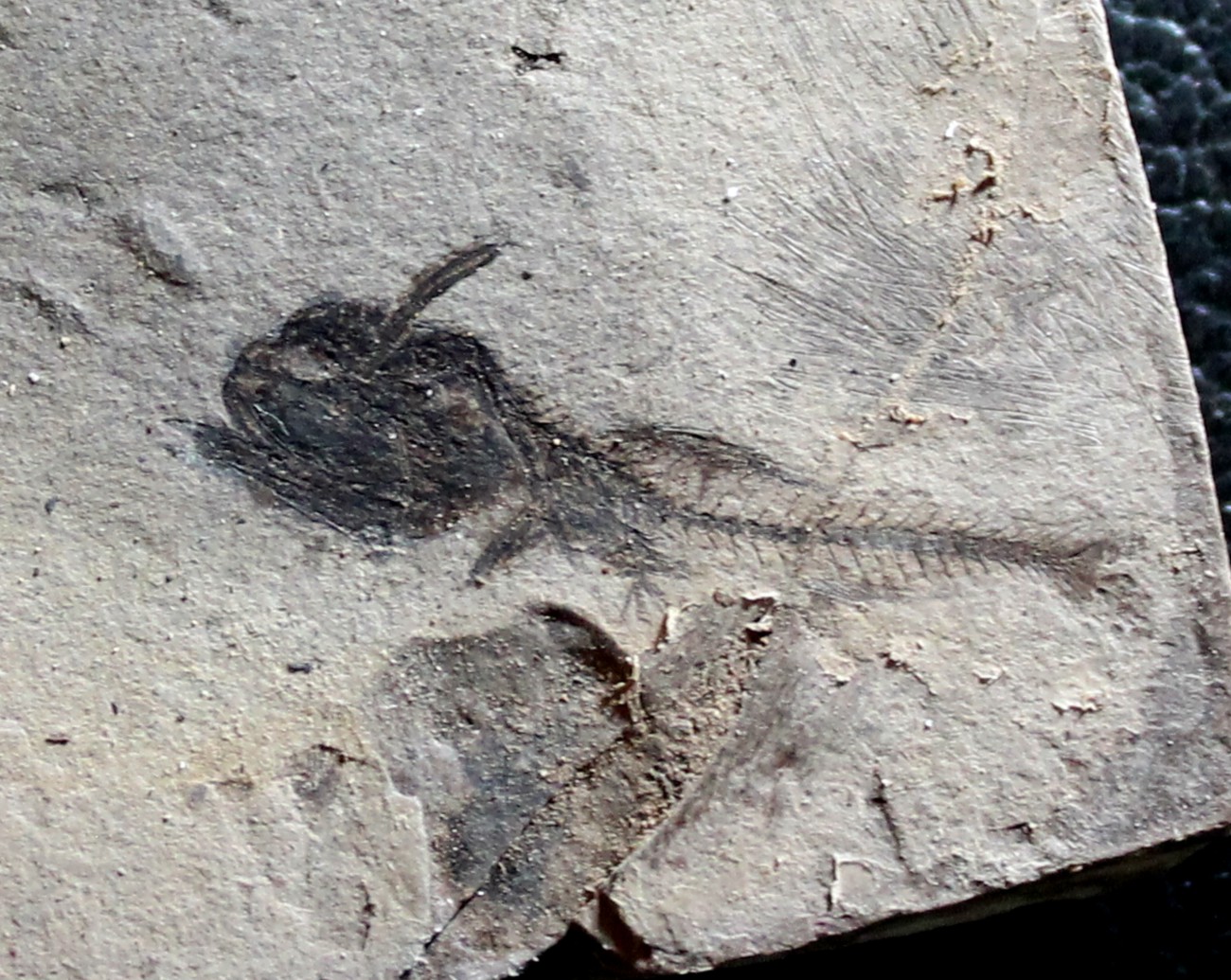 Protomyctophum