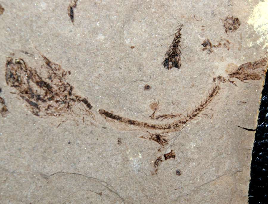 Fossilien Fisch