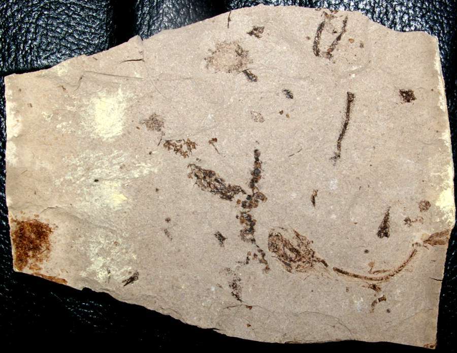 Fossilien Fisch