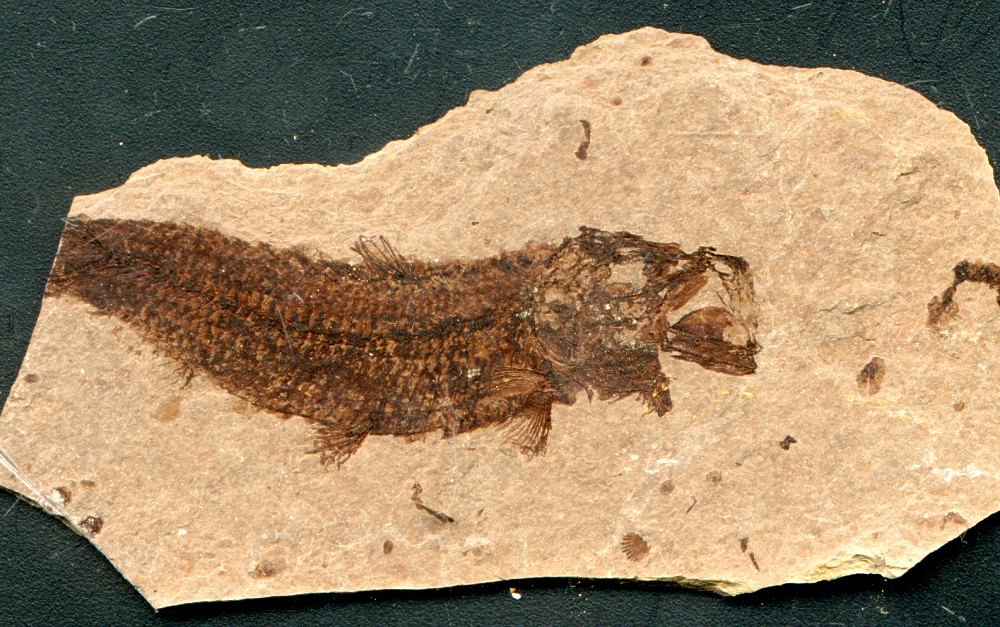 fish fossil