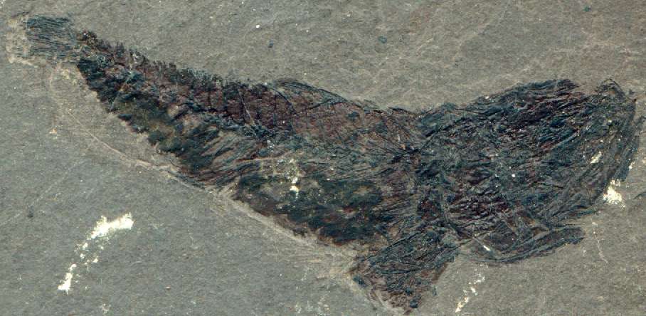 fossil fish
