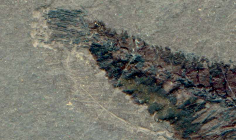 fossil fish