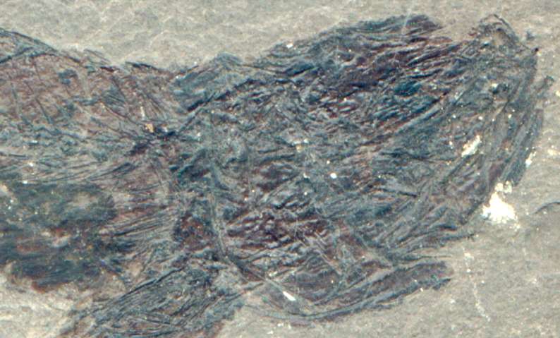 fossil fish