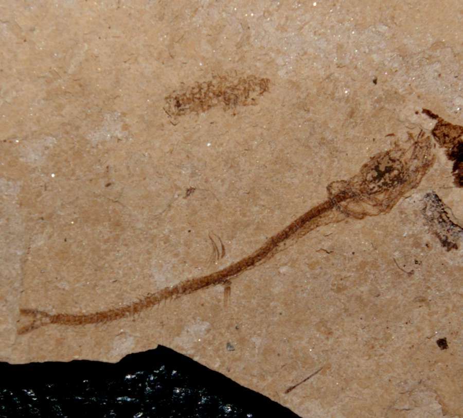 Lepidopus glarisianus.jpg