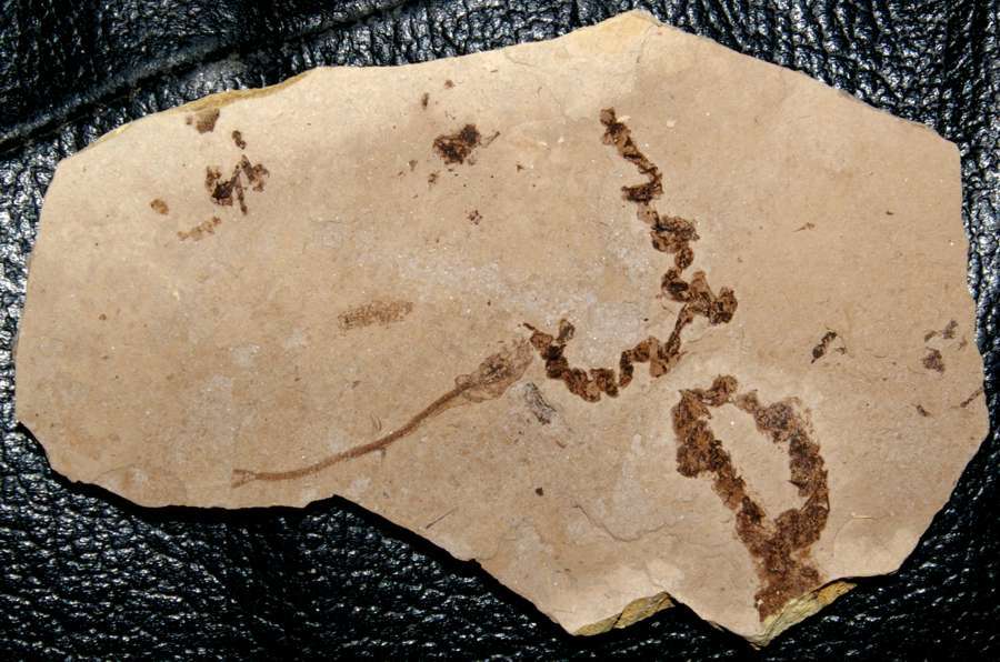 fossil fish.jpg