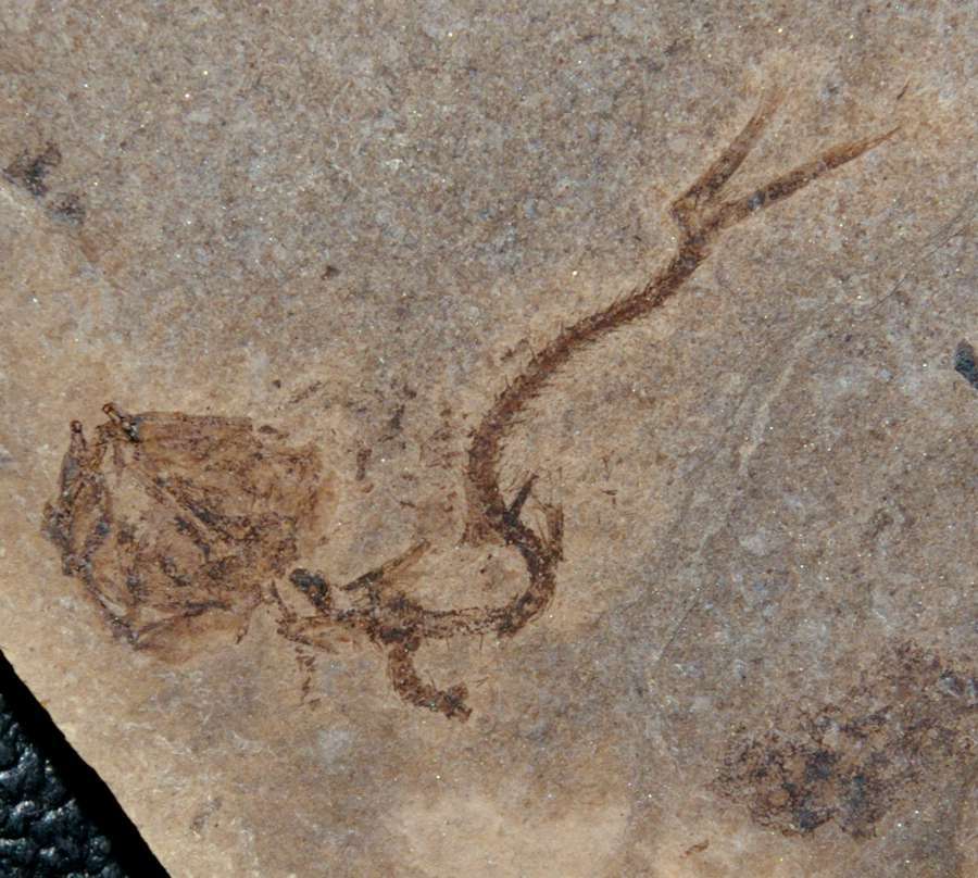 Serranus budensis fossil fish