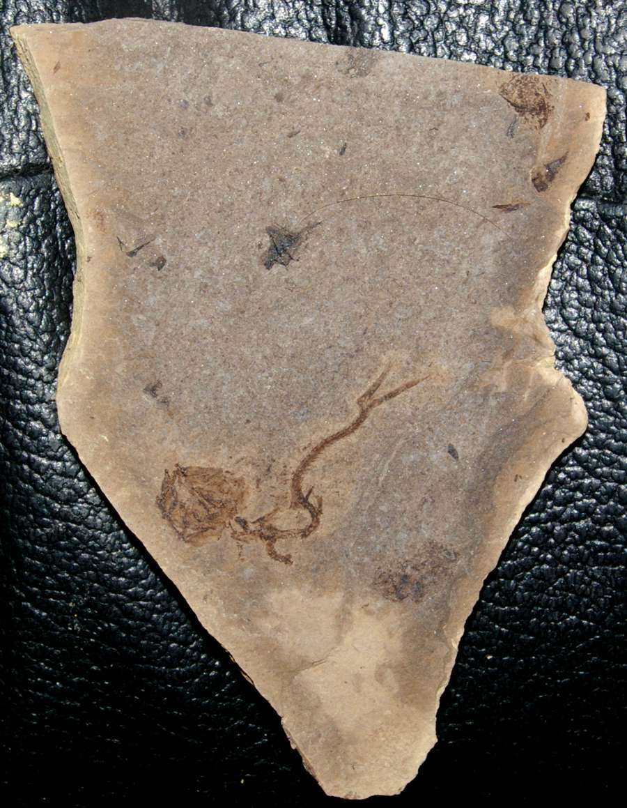 Serranus budensis fossil fish