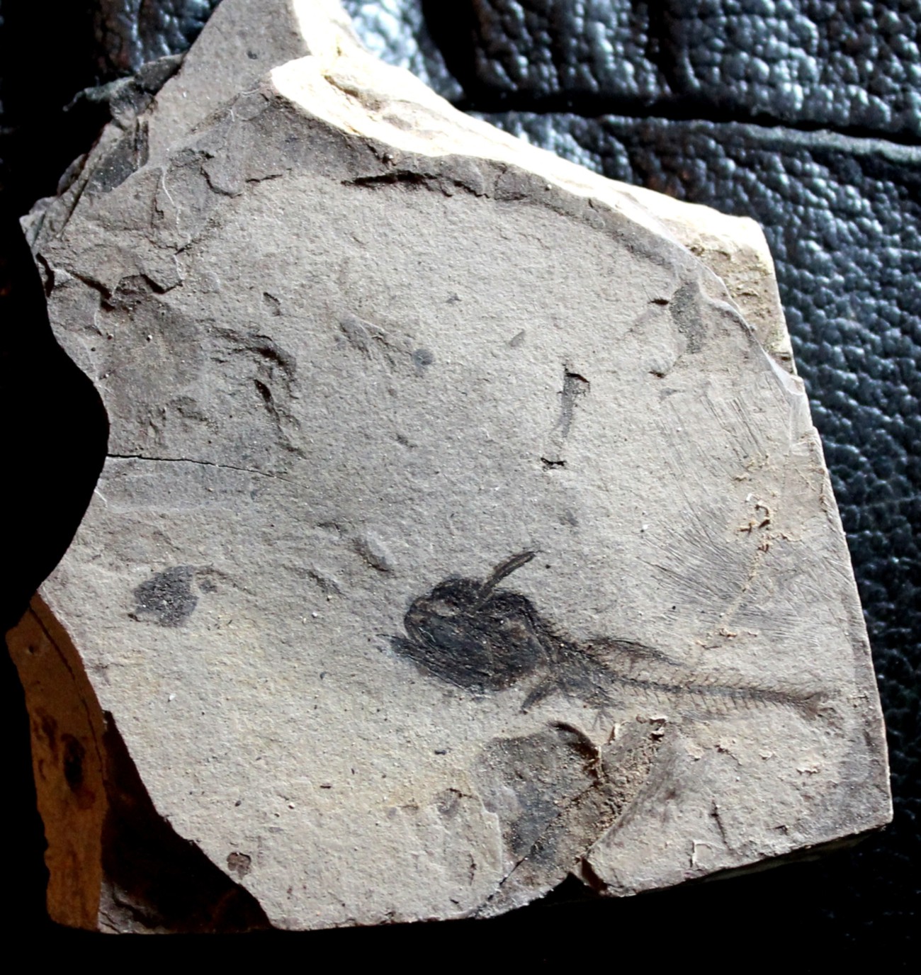 Fossil fish for sale