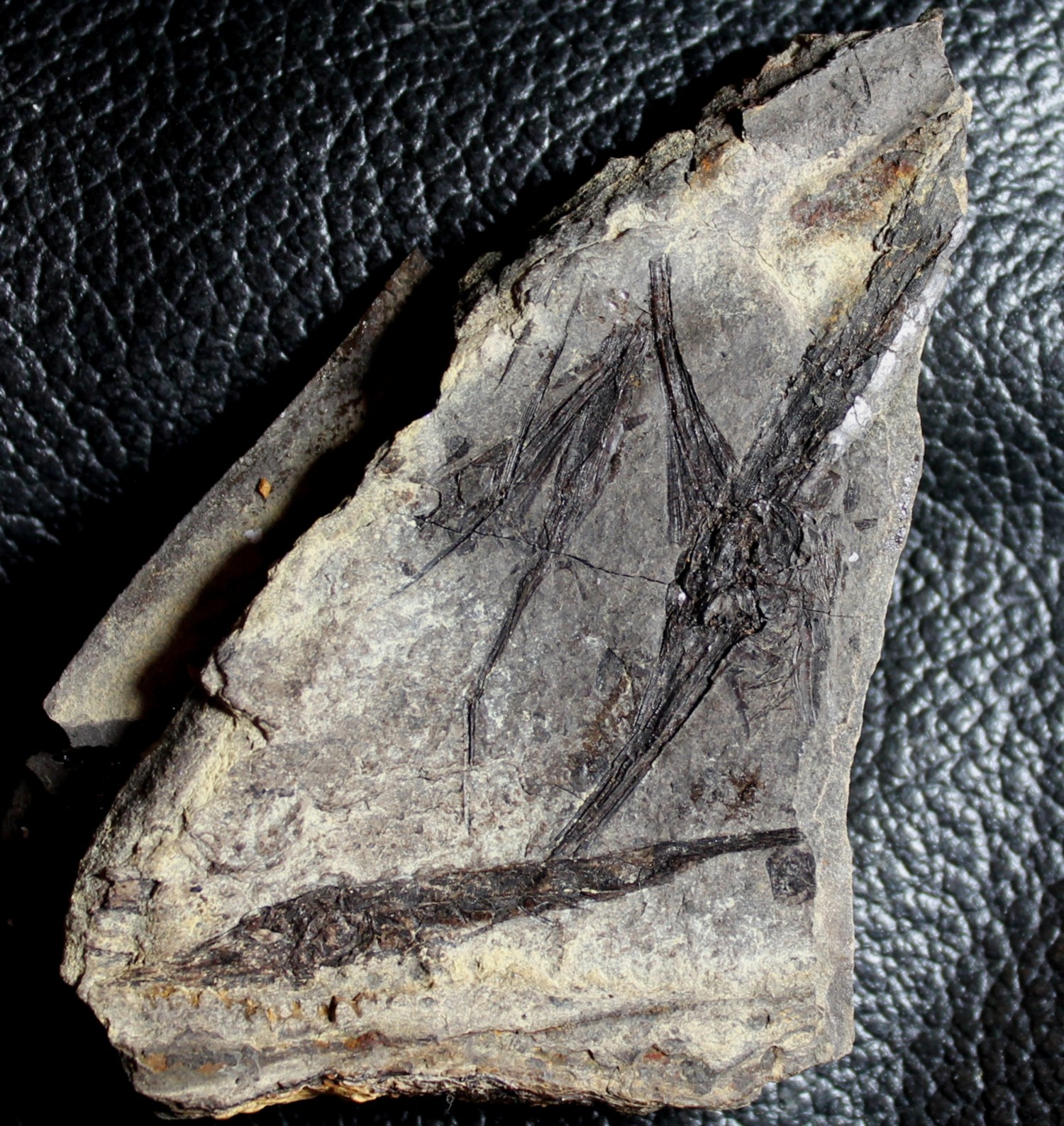  Museum quality fossil