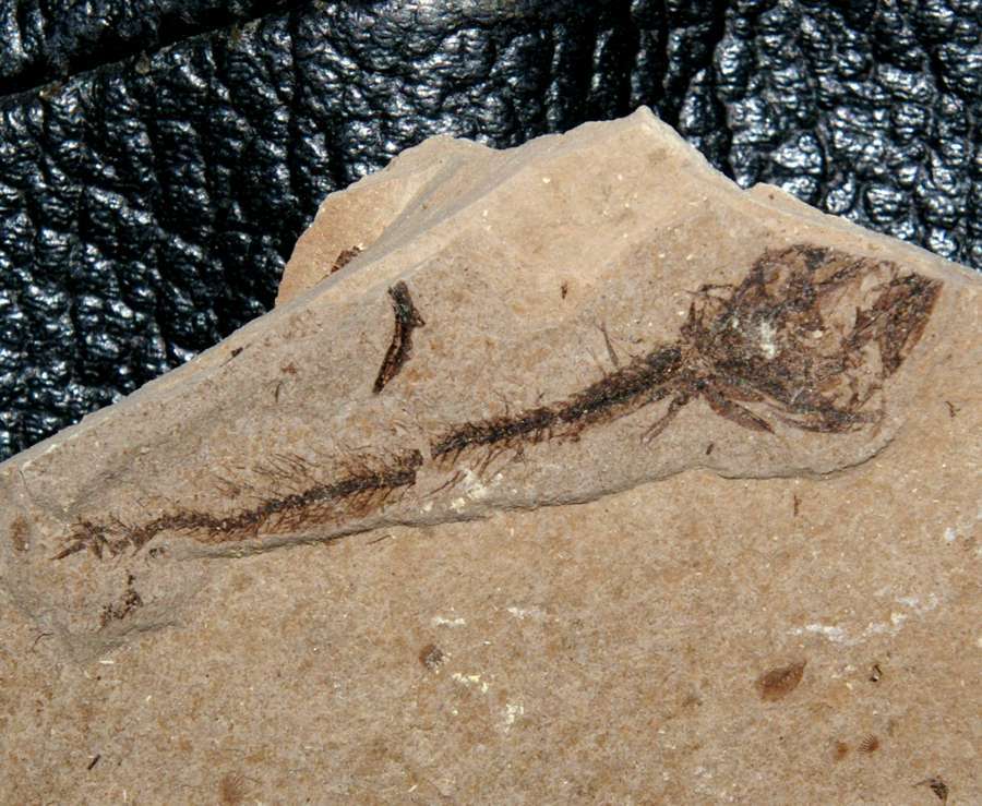 Fossilien Fisch